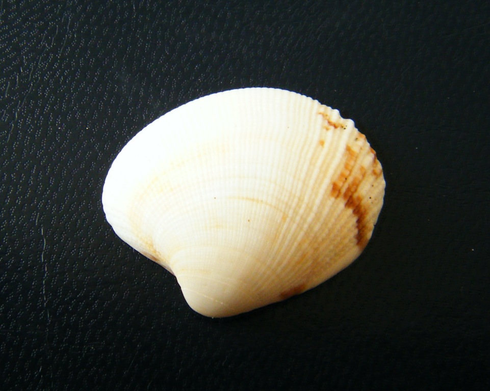 Bivalve2